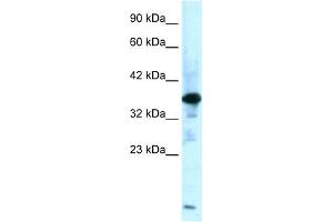 Image no. 2 for anti-Zinc Finger Protein-Like 1 (ZFPL1) (Middle Region) antibody (ABIN2775740)