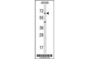 Image no. 3 for anti-Serine/threonine Kinase 35 (STK35) (AA 374-404) antibody (ABIN391361)