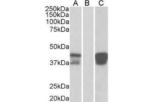 Image no. 1 for anti-POU Class 2 Associating Factor 1 (POU2AF1) (C-Term) antibody (ABIN184851)