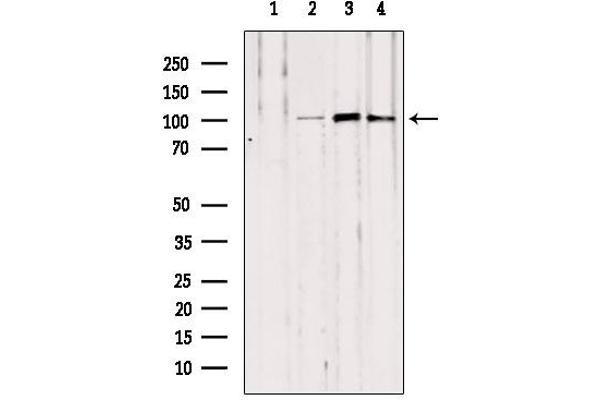 NOD2 anticorps  (N-Term)