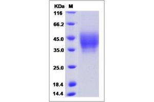 Image no. 1 for Neuroplastin (NPTN) (AA 1-221) protein (His tag,ECD) (ABIN2215961)