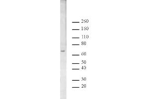 Image no. 1 for anti-Copine I (CPNE1) (AA 519-532) antibody (ABIN6971545)