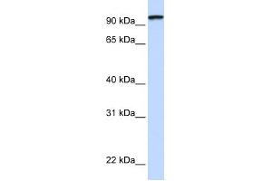 Image no. 1 for anti-Protocadherin gamma Subfamily C, 3 (PCDHGC3) (C-Term) antibody (ABIN634719)