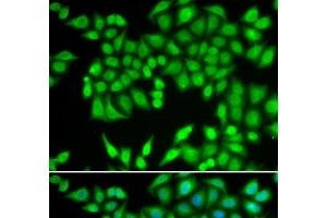 Immunofluorescence analysis of U2OS cells using MCM3 Polyclonal Antibody