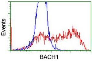 Image no. 4 for anti-BTB and CNC Homology 1, Basic Leucine Zipper Transcription Factor 1 (BACH1) antibody (ABIN1496803)