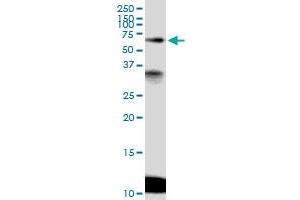 Image no. 1 for anti-Microspherule Protein 1 (MCRS1) (AA 1-462) antibody (ABIN523844)