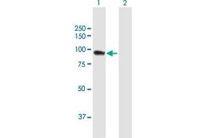 Image no. 1 for anti-SH3-Domain Kinase Binding Protein 1 (SH3KBP1) (AA 1-665) antibody (ABIN949252)