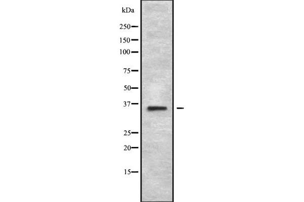 MAGEA2B antibody  (C-Term)