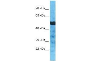 Image no. 1 for anti-Tubulin, alpha 3d (TUBA3D) (C-Term) antibody (ABIN2791972)