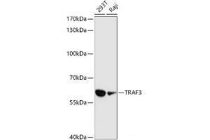 Western blot analysis of extracts of various cell lines using TRAF3 Polyclonal Antibody at dilution of 1:1000.