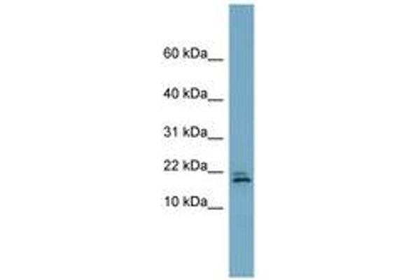 C3orf24 anticorps  (AA 71-120)