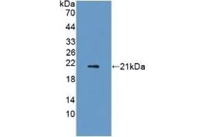Adiponectin Receptor 2 antibody  (AA 1-147)
