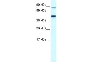 Image no. 1 for anti-erythrocyte Membrane Protein Band 4.2 (EPB42) (Middle Region) antibody (ABIN632184)