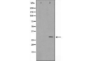 Image no. 1 for anti-Mitochondrial Ribosome Recycling Factor (MRRF) antibody (ABIN6263383)