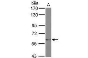 Image no. 1 for anti-Zinc Finger Protein 329 (ZNF329) (AA 275-541) antibody (ABIN1501838)