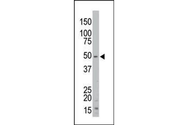 anti-Serine/threonine Kinase 35 (STK35) (AA 374-404) antibody