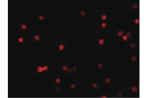 Image no. 1 for anti-CASP8 and FADD-Like Apoptosis Regulator (CFLAR) (C-Term) antibody (ABIN6655307)