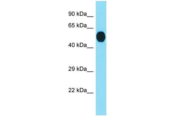 anti-Receptor (Chemosensory) Transporter Protein 3 (RTP3) (Middle Region) antibody