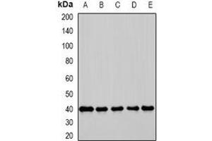 Image no. 2 for anti-G protein beta subunit-like (GBL) antibody (ABIN3198083)