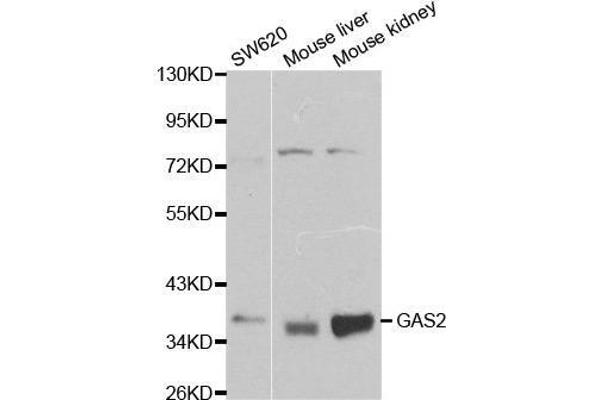 anti-Growth Arrest-Specific 2 (GAS2) (pSer2) antibody