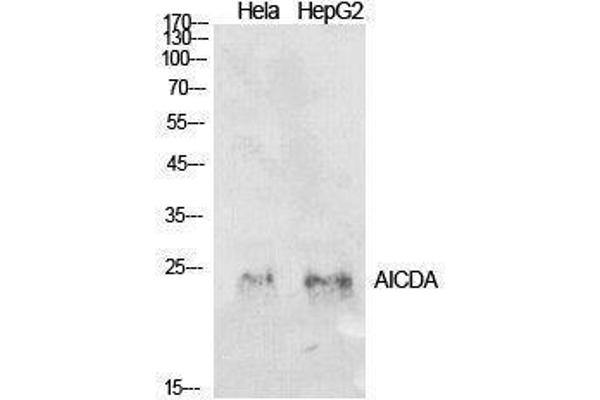 AICDA anticorps  (Internal Region)