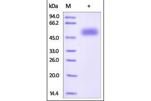 FZD5 Protein (AA 27-167) (Fc Tag)
