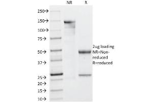 Image no. 4 for anti-Lectin, Galactoside-Binding, Soluble, 13 (LGALS13) (AA 23-134) antibody (ABIN6939562)