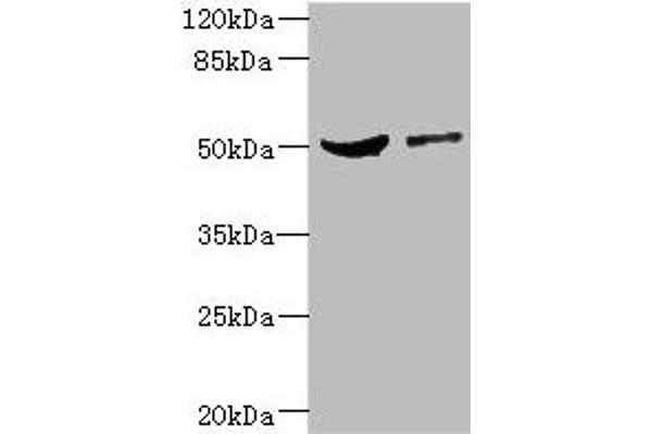CPN1 Antikörper  (AA 209-458)