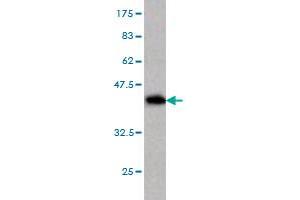 Image no. 3 for anti-Transcription Elongation Factor B (SIII), Polypeptide 2 (18kDa, Elongin B) (TCEB2) (AA 9-118) antibody (ABIN563104)