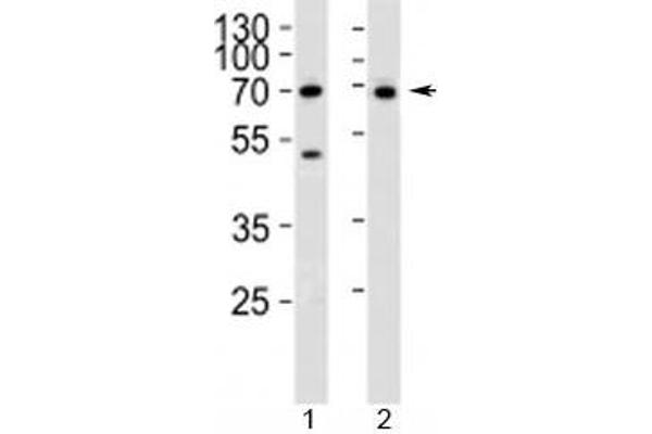 CD46 anticorps  (AA 317-343)