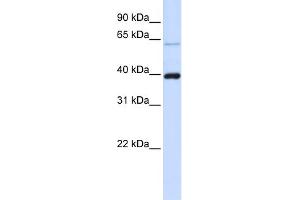 Image no. 1 for anti-PHD Finger Protein 6 (PHF6) (C-Term) antibody (ABIN2784475)