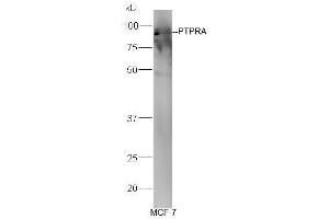 Image no. 2 for anti-Protein tyrosine Phosphatase, Receptor Type, A (PTPRA) (AA 151-250) antibody (ABIN754633)