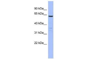 Image no. 1 for anti-Plastin 1 (PLS1) antibody (ABIN632072)