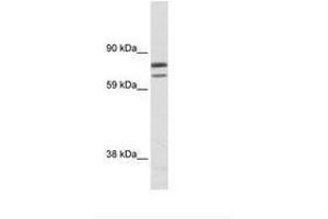 Image no. 1 for anti-Zinc Finger Protein, Multitype 1 (ZFPM1) (N-Term) antibody (ABIN6736078)