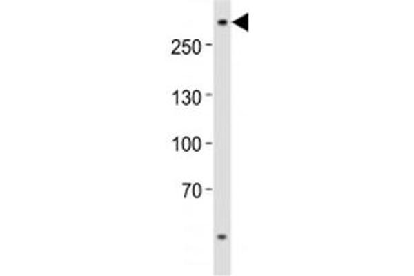 anti-ATP-Binding Cassette, Sub-Family A (ABC1), Member 2 (ABCA2) (AA 1339-1373) antibody