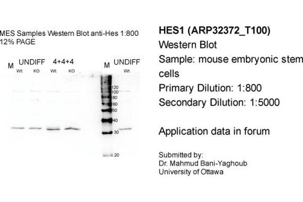 anti-Hes Family bHLH Transcription Factor 1 (HES1) (N-Term) antibody