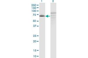 Image no. 1 for anti-Chromosome 7 Open Reading Frame 38 (C7orf38) (AA 1-573) antibody (ABIN531382)