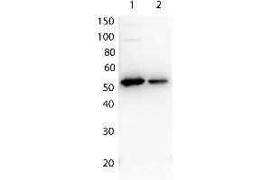 Image no. 2 for anti-DYKDDDDK Tag antibody (ABIN99294)