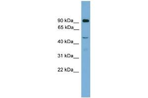 ZFY2 antibody  (Middle Region)