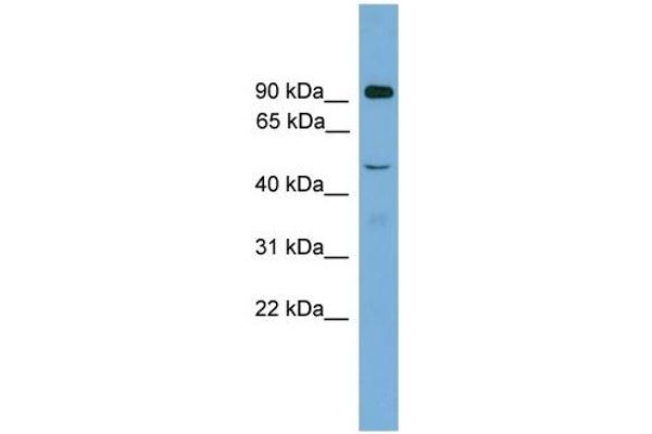 ZFY2 antibody  (Middle Region)