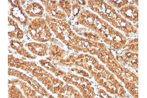 Image no. 5 for anti-Tumor Necrosis Factor Receptor Superfamily, Member 4 (TNFRSF4) (AA 59-205) antibody (ABIN6940817)