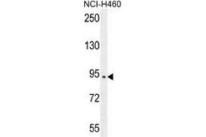 Image no. 2 for anti-SPARC-Like 1 (Hevin) (SPARCL1) (AA 215-244), (Middle Region) antibody (ABIN954906)