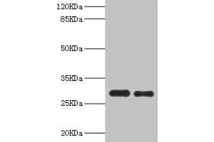 Western blot All lanes: PSME1 antibody at 0.