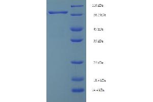 Image no. 1 for Spermine Oxidase (SMOX) (AA 1-555), (full length) protein (His-SUMO Tag) (ABIN5710382)