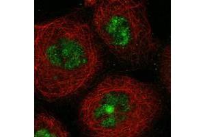 SGOL2 antibody