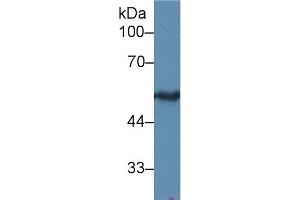 Image no. 2 for anti-Keratin 15 (KRT15) (AA 274-399) antibody (ABIN1172997)