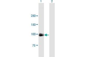 Image no. 1 for anti-Minichromosome Maintenance Deficient 4 (MCM4) (AA 1-863) antibody (ABIN517776)