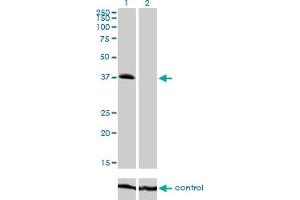 Image no. 2 for anti-Tribbles Pseudokinase 2 (TRIB2) (AA 254-343) antibody (ABIN565396)