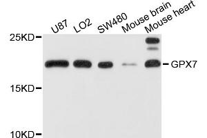 Image no. 1 for anti-Glutathione Peroxidase 7 (GPX7) antibody (ABIN6569595)