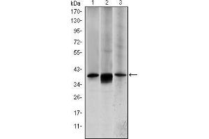 Image no. 3 for anti-Mitogen-Activated Protein Kinase Kinase 6 (MAP2K6) antibody (ABIN969270)